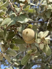 Quercus aucheri
