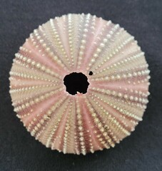 Lytechinus variegatus