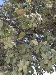 Quercus aucheri