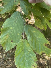 Alnus serrulata