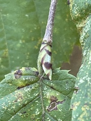 Alnus serrulata