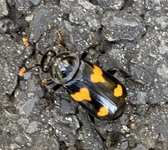 Nicrophorus orbicollis