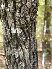 Alnus serrulata