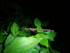 Pseudophasma unicolor