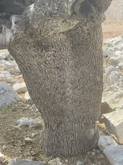 Quercus aucheri