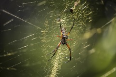 Trichonephila inaurata madagascariensis
