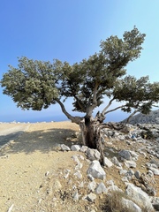 Quercus aucheri