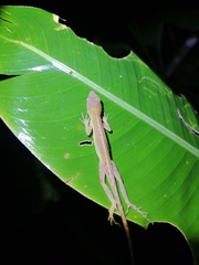Anolis polylepis