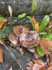 Entoloma sericeum