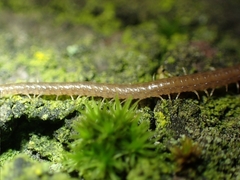 Geophilus carpophagus