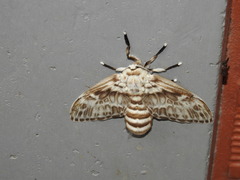 Podalia orsilochus
