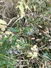 Symphyotrichum puniceum