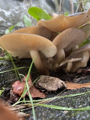 Entoloma sericeum