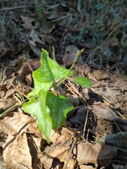 Smilax bona-nox