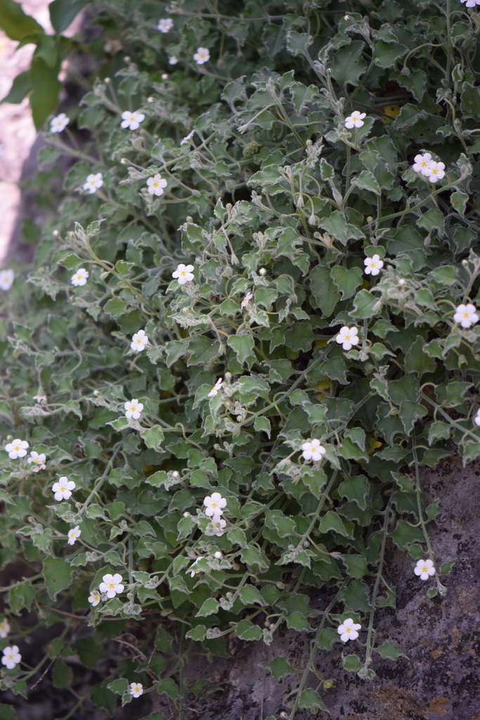Mimophytum mexicanum