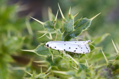 Myelois circumvoluta