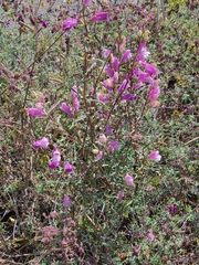 Lamourouxia dasyantha