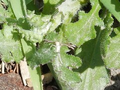 Pterophorus innotatalis