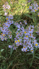 Tripolium pannonicum