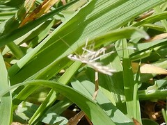 Pterophorus innotatalis