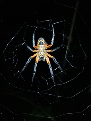 Eriophora