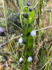 Baccharis genistelloides