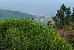 Genista desoleana