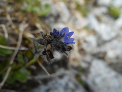 Veronica alpina
