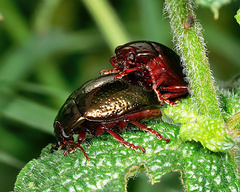 Chrysolina bankii