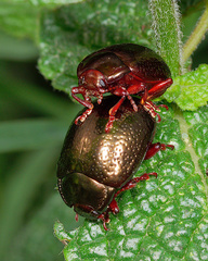 Chrysolina bankii