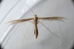 Pterophorus innotatalis