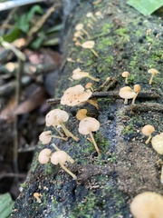 Favolaschia