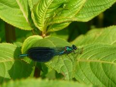 Calopteryx splendens caprai