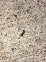 Tetramorium immigrans