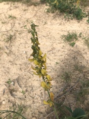Crotalaria