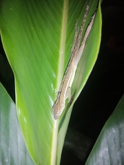 Anolis polylepis