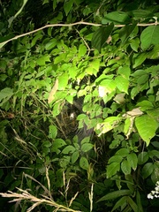 Fraxinus pennsylvanica