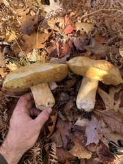 Boletus edulis