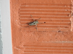 Aegoschema moniliferum