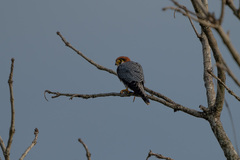 Falco chicquera
