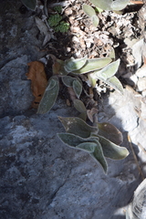 Tradescantia sillamontana