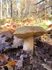 Boletus edulis