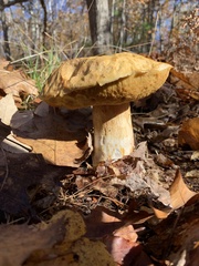Boletus edulis