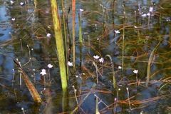 Utricularia purpurea