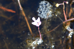 Utricularia purpurea