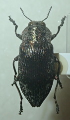 Poecilonota variolosa