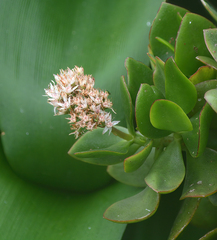 Crassula ovata