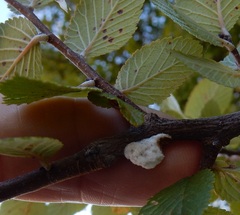 Pulvinaria vitis