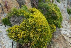 Genista desoleana