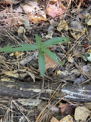 Euphorbia pubentissima